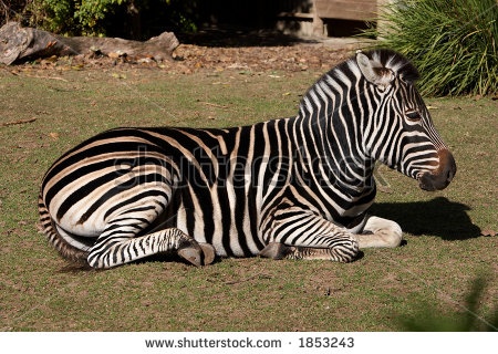 a zebra is laying down in the grass