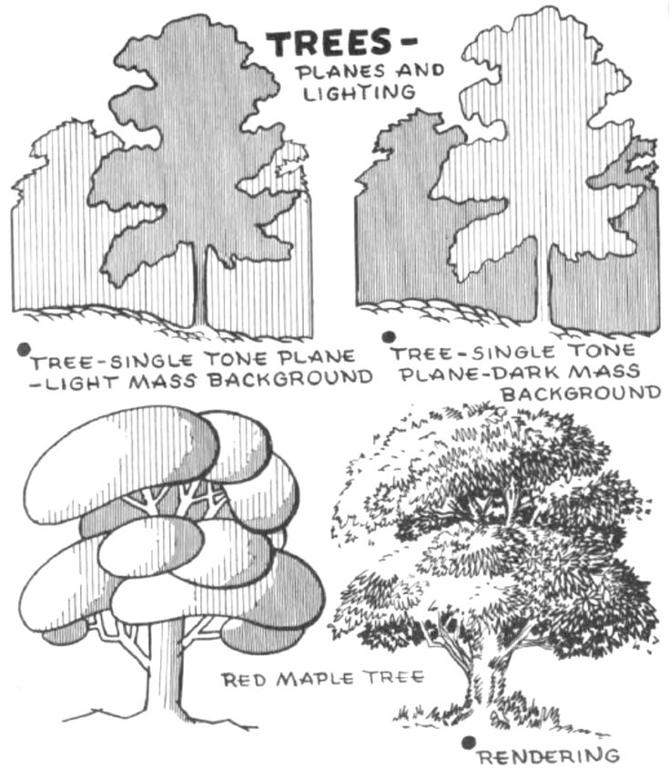 trees are shown in the diagram above and below it is an image of different types of trees