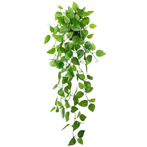 a green plant hanging from the side of a white wall