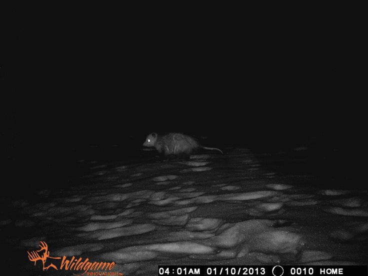 a black and white photo of a mouse in the dark with snow on the ground