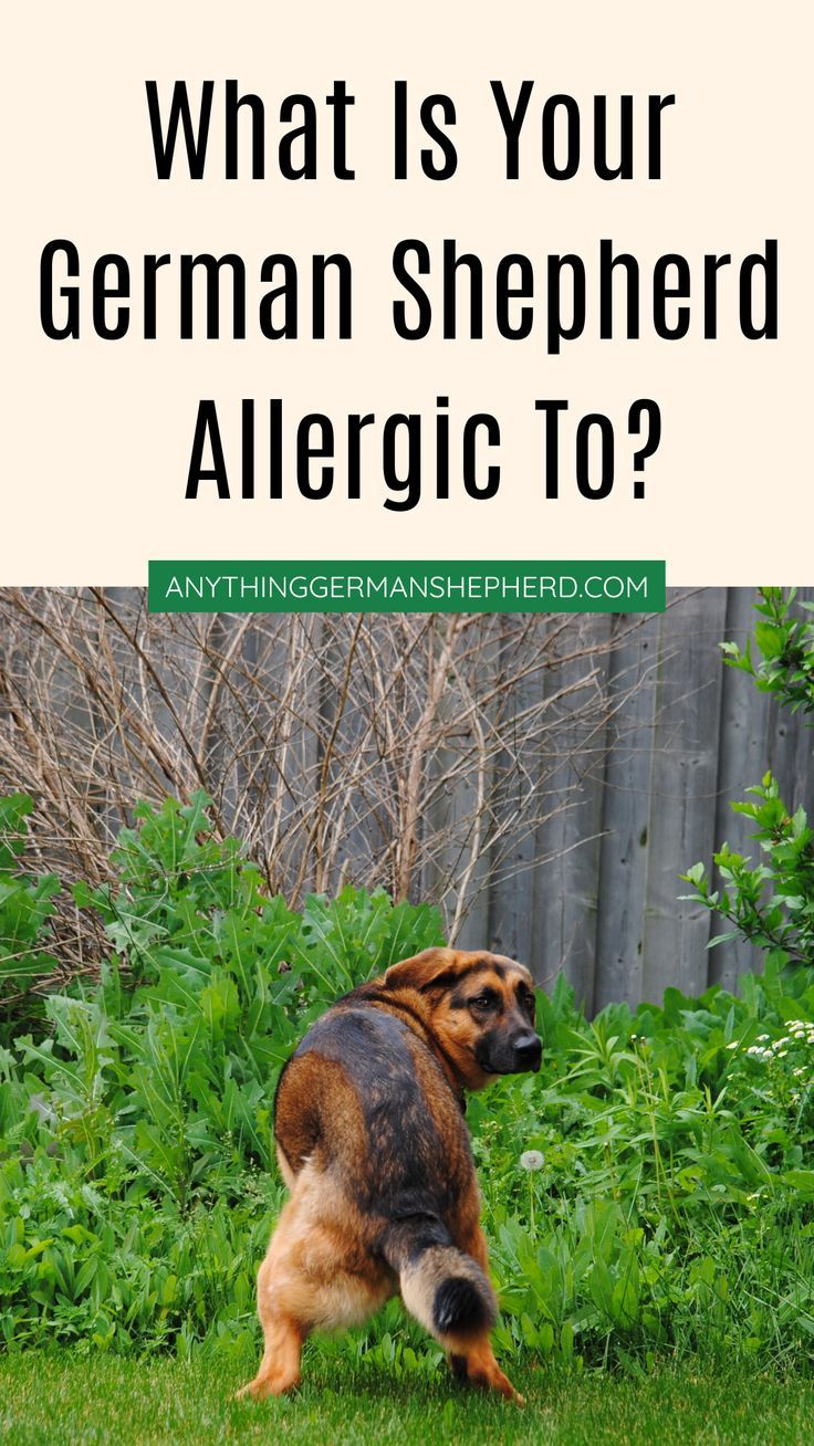 German Shepherd Allergies: What Is Your GSD Allergic To? Allergies In Dogs, Dog Allergies, Shepherd Dogs, Jump In, German Shepherd Dog, German Shepherd Dogs, Ponds, Shepherd Dog, Great Outdoors