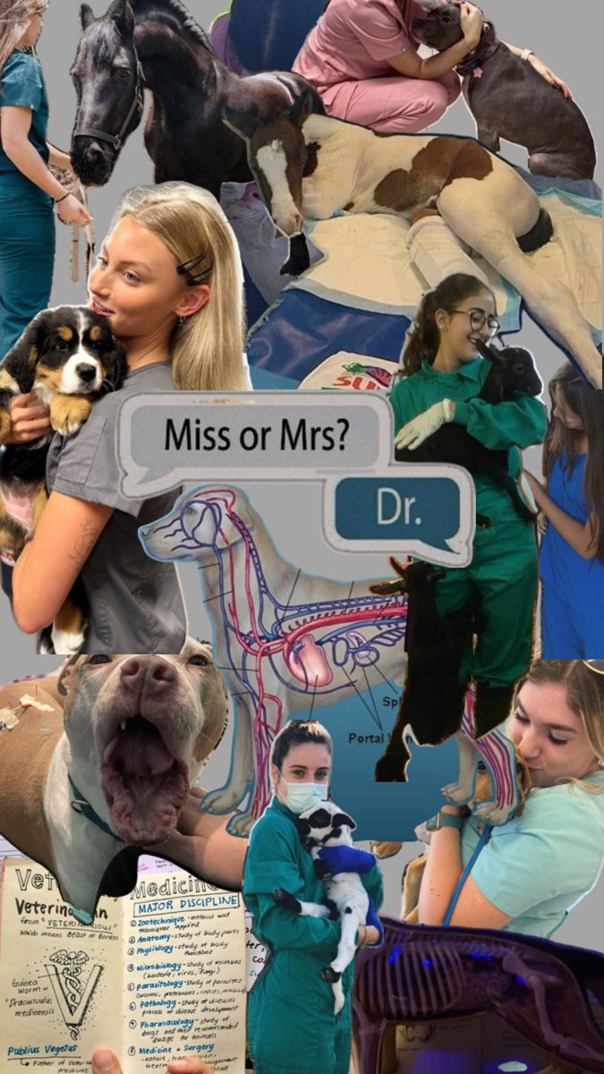 collage of photos with doctors, nurses and dogs in the middle one has a sign that says miss or mrs?