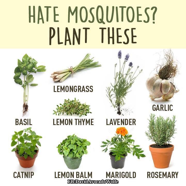 Natural mosquito repellant. Anti Mosquito Plants, Mosquito Repelling, Mosquito Plants, Perfect Apartment, Mosquito Repelling Plants, Apartment Plants, Plant Hacks, Homestead Living, Anti Mosquito