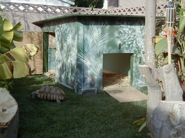 a tortoise laying in the grass next to a shed with its door open