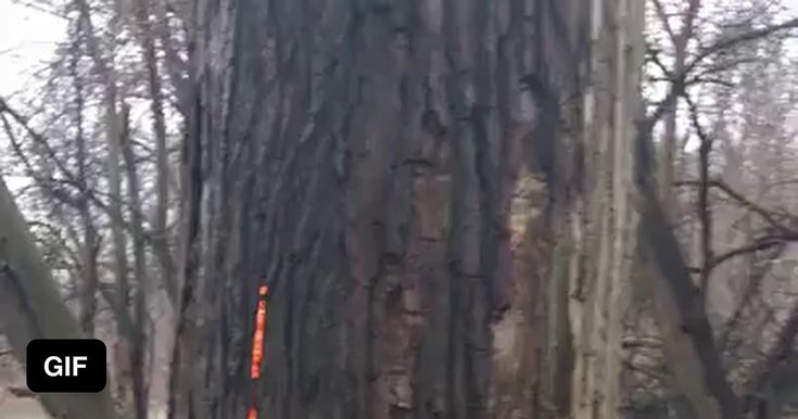 a tree that has been burned and is in the middle of a forest with red tape on it