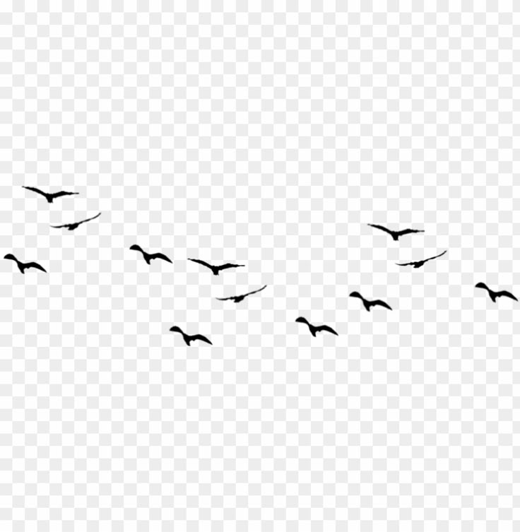 a flock of birds flying in the sky on a transparent background, hd png