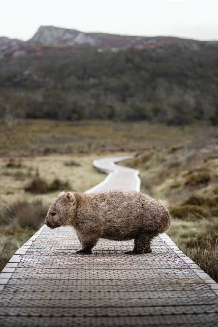 a brown bear standing on top of a stone walkway in the middle of a field