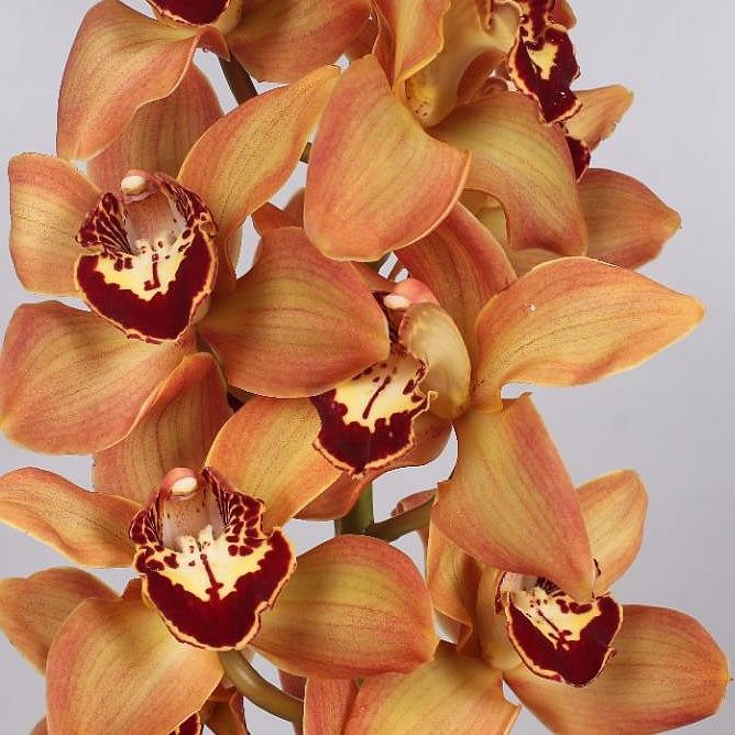 an arrangement of orange and white orchids in a vase