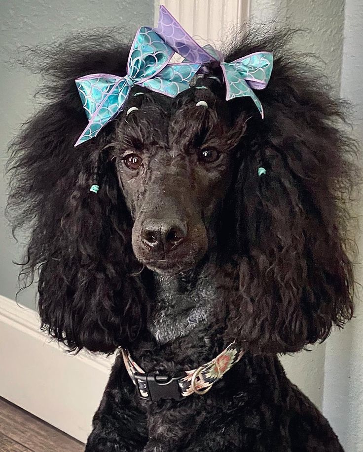 a black poodle with a blue bow on its head sitting in front of a door