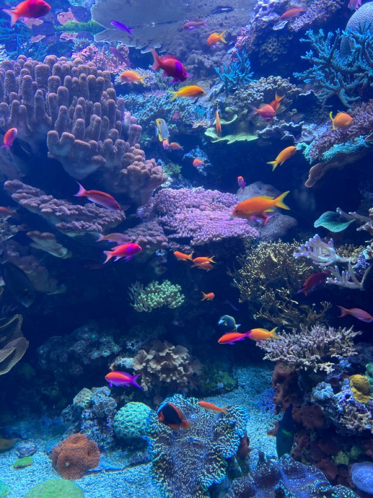 a large aquarium filled with lots of different types of corals and tropical fish in it