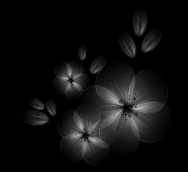 black and white photograph of flowers in the dark with light coming from them to their petals