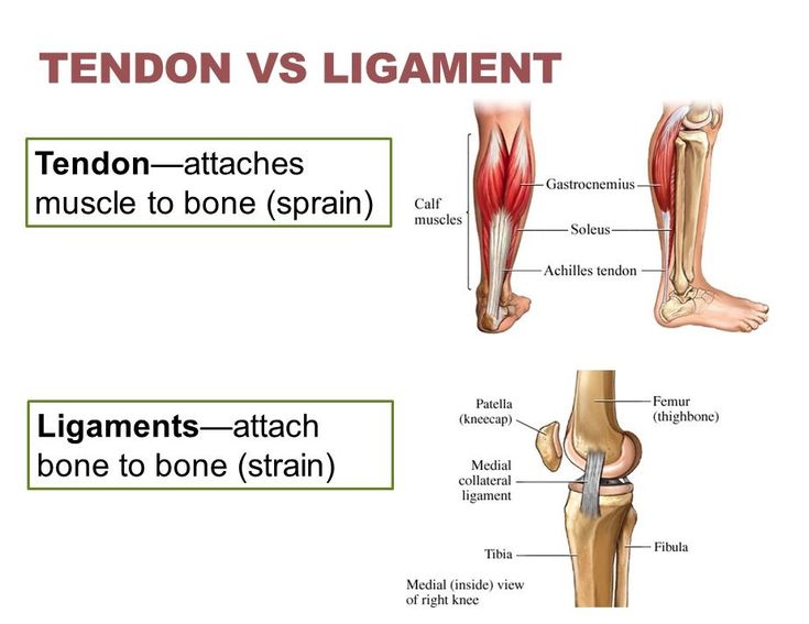 the tendon and thigh muscles are labeled in this diagram