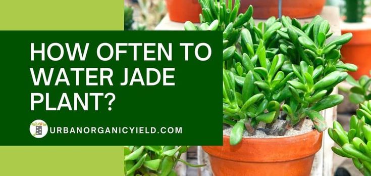 several potted plants with the words how often to water jade plant?