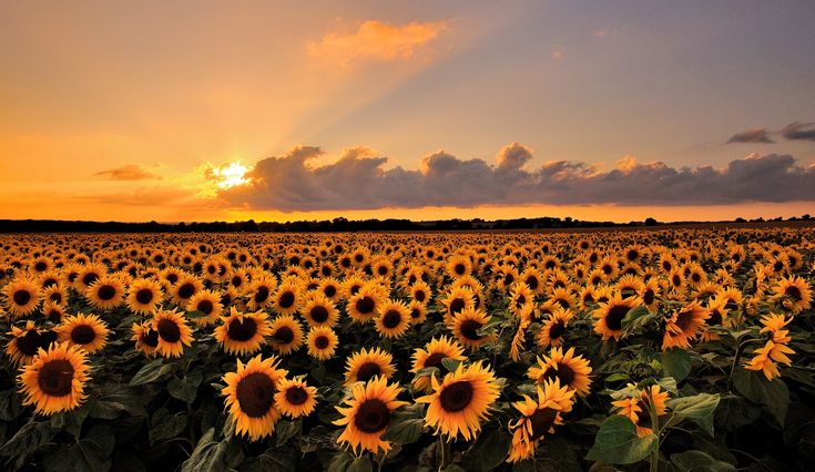 the sun is setting over a large field of sunflowers