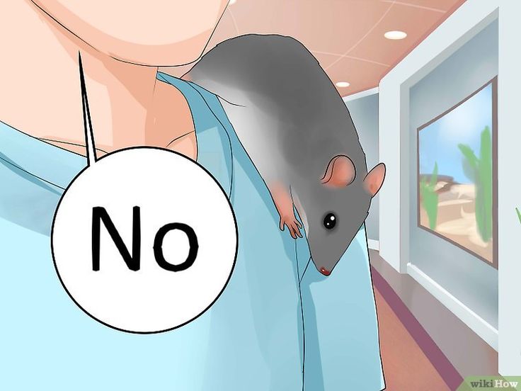 a woman holding a mouse in her hand with the word no on it's side