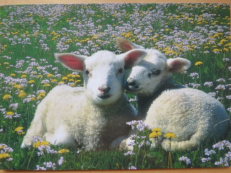 two lambs are sitting in the middle of a field of flowers and daisies