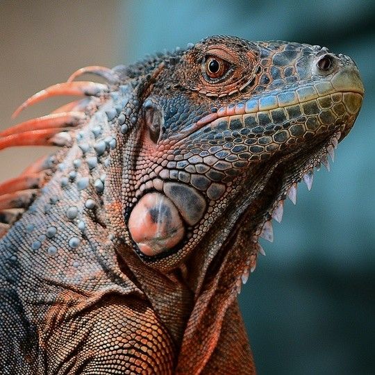 an iguana looking at the camera with its mouth open