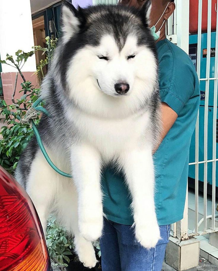 a person holding a dog in their arms