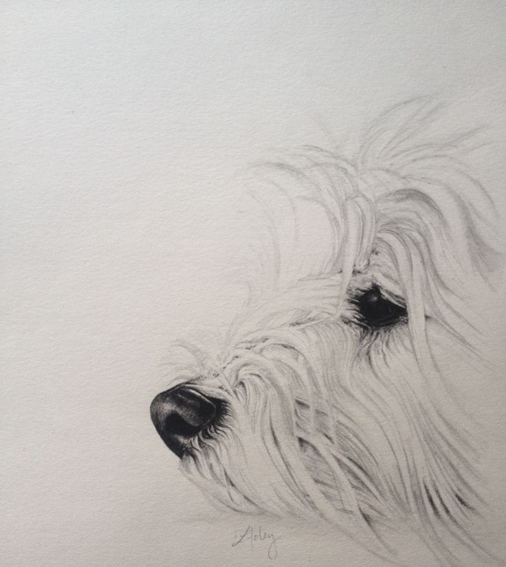 a drawing of a white dog's face with long, shaggy hair and black eyes