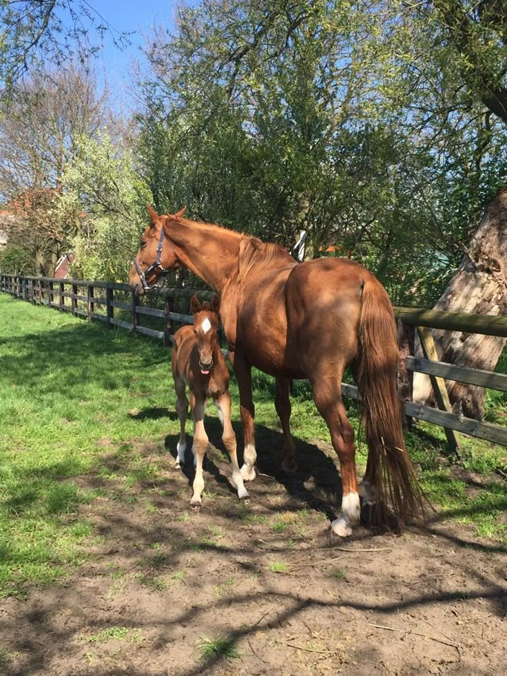 two brown horses standing next to each other on a lush green field near a wooden fence