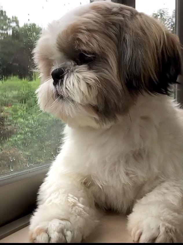 a small white and brown dog sitting on top of a window sill next to a grass covered field