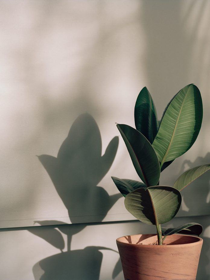 a potted plant with green leaves casts a shadow on the wall next to it