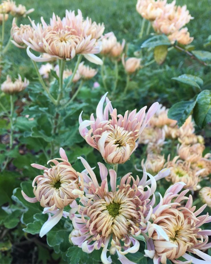 pink and white flowers in the middle of green grass