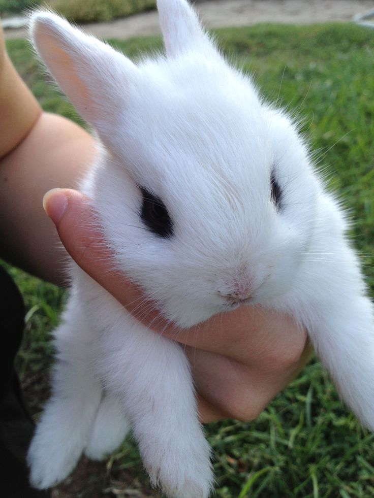 a small white rabbit being held by someone's hand in the grass with it's eyes wide open