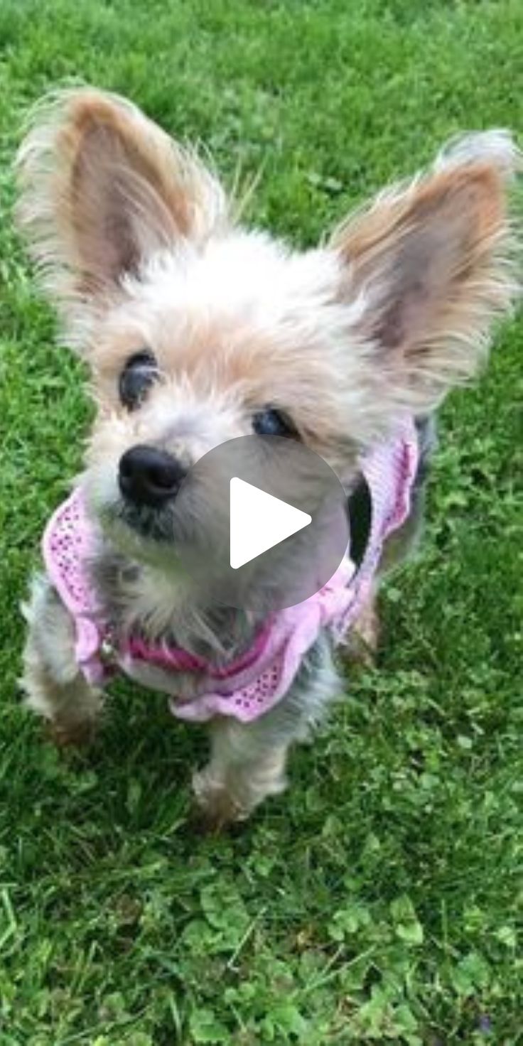 a small dog is standing in the grass and looking at the camera while wearing a pink collar