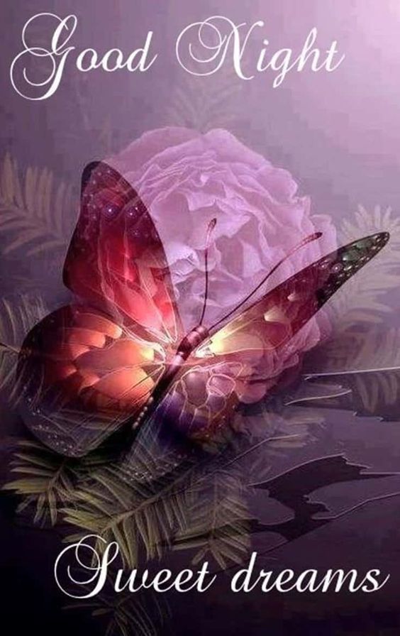 a pink rose with a butterfly on it and the words, good night sweet dreams