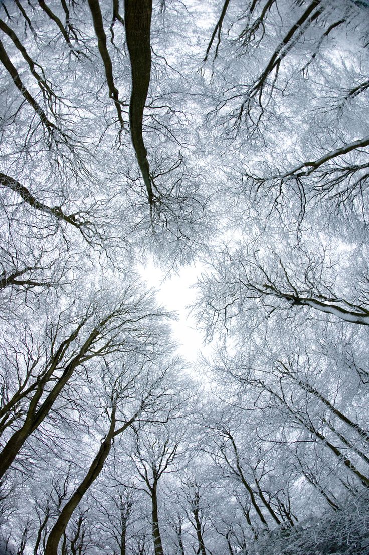 looking up at the tops of trees in winter