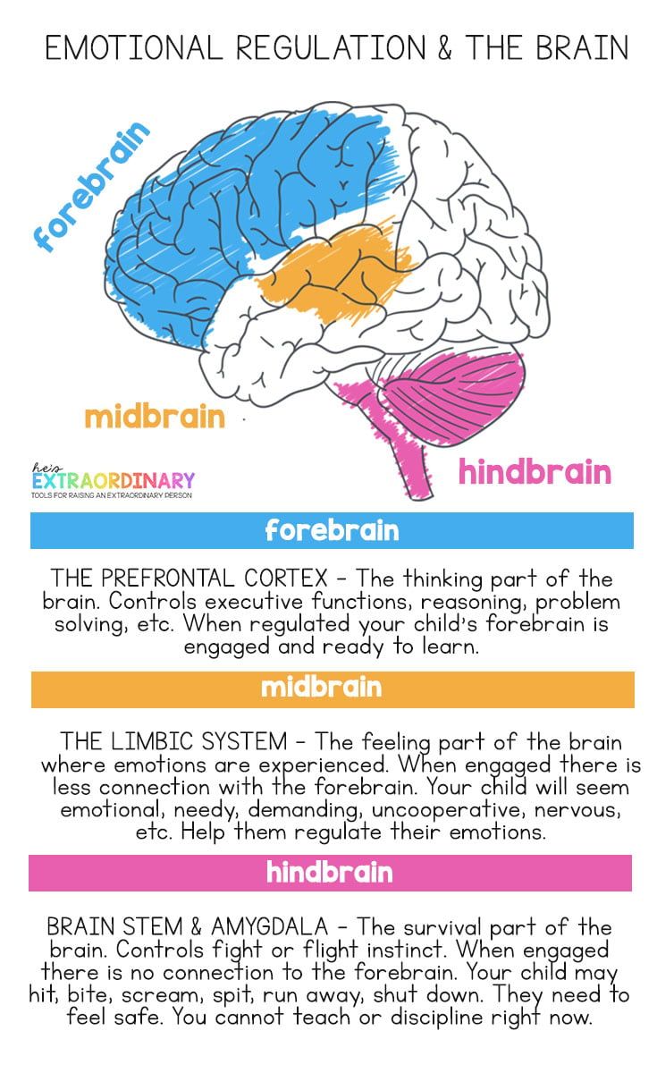 the brain and its functions are labeled in different colors, including pink, blue, yellow,