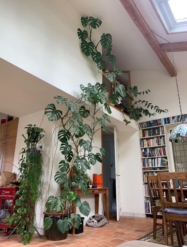 a living room filled with furniture and lots of plants