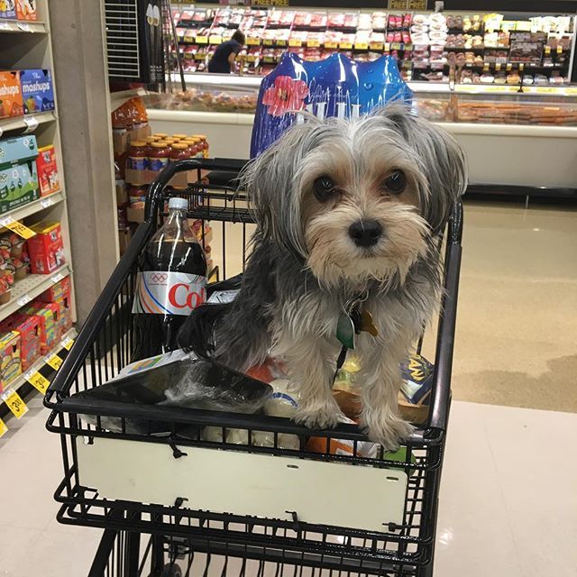 a dog sitting in a shopping cart at a grocery store with food and drinks on the shelves