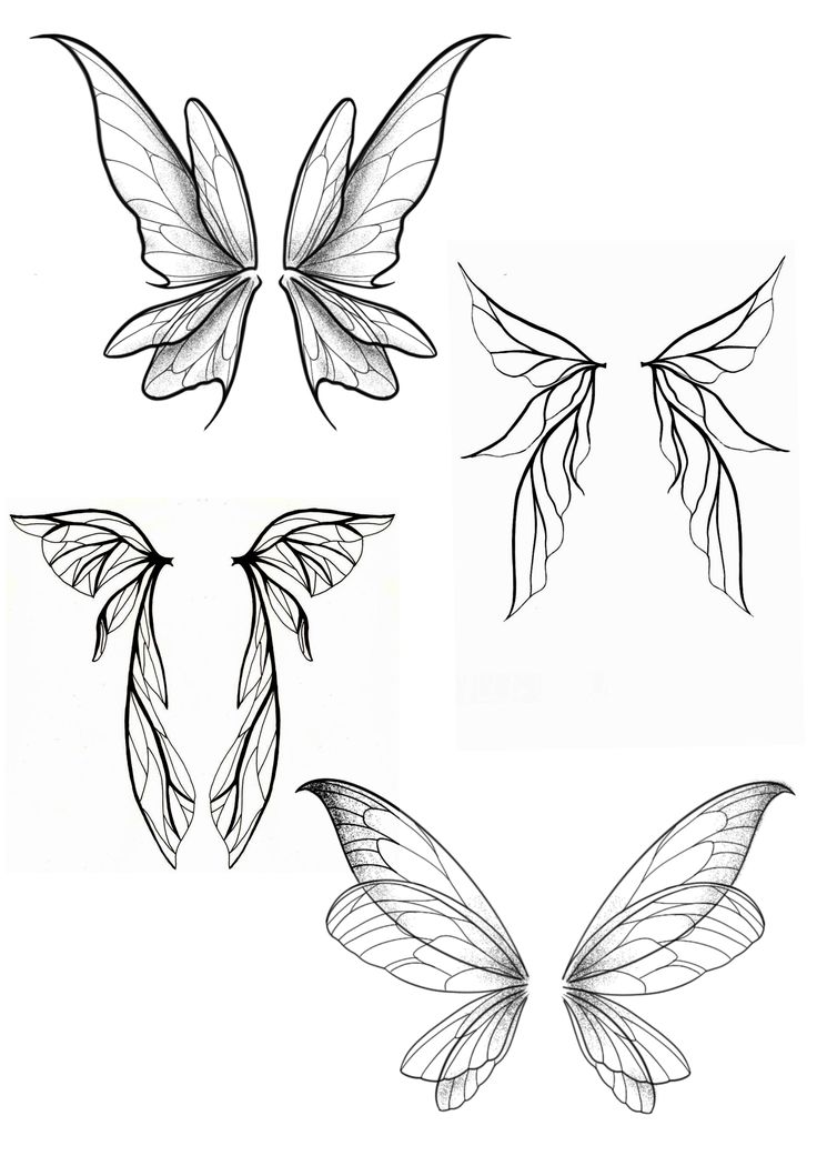 four different types of butterfly wings, each with one wing extended to the other side