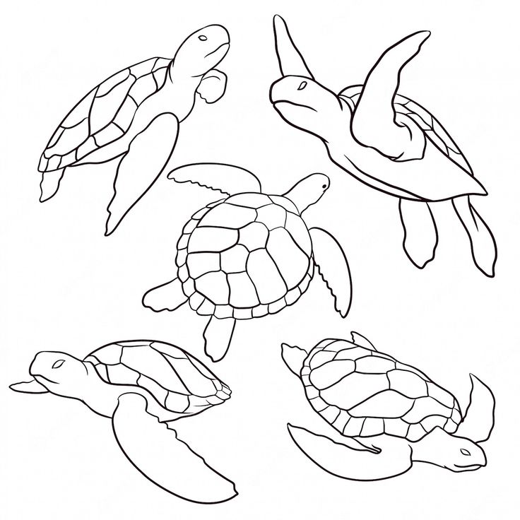 four sea turtles swimming in the ocean coloring page