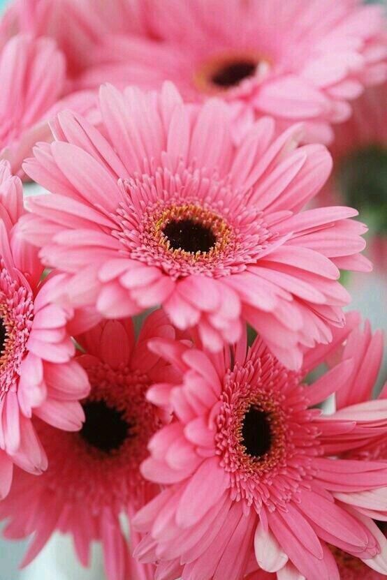 some pink flowers are in a glass vase