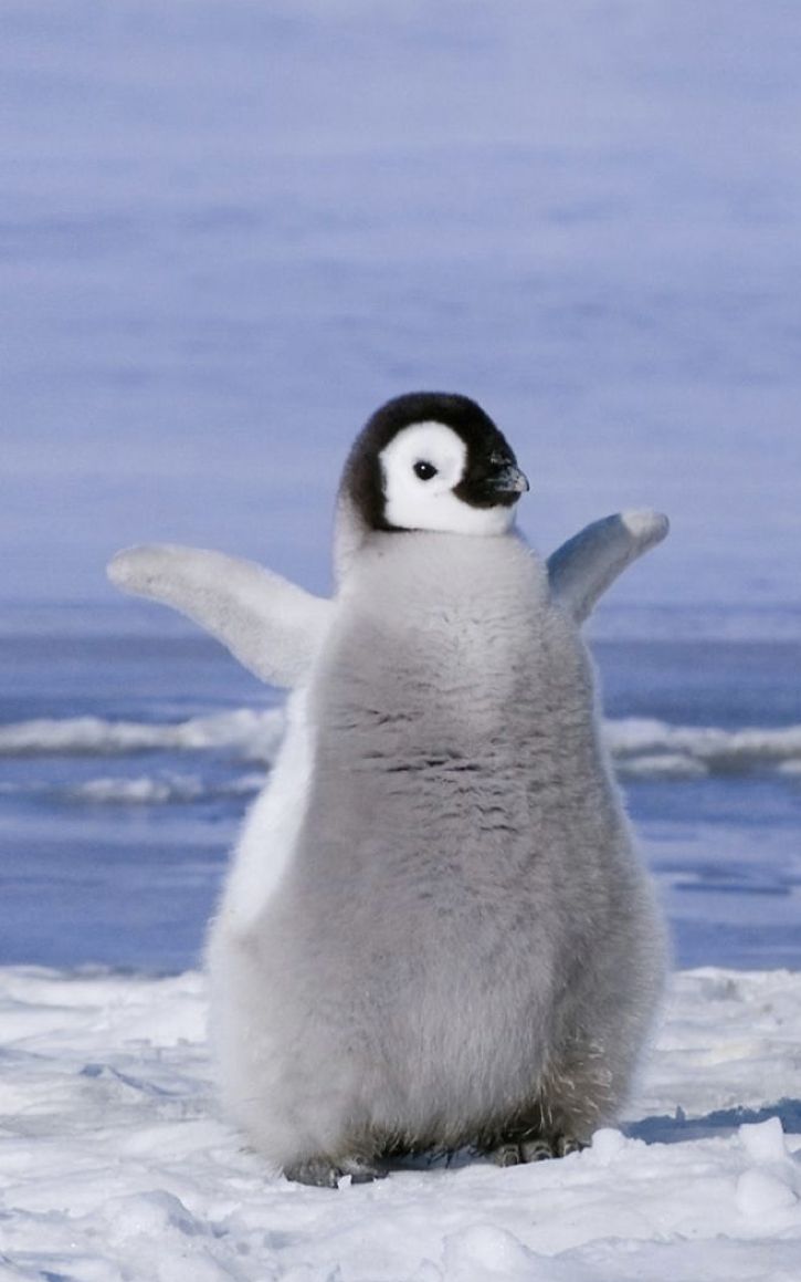 a penguin standing on its hind legs in the snow