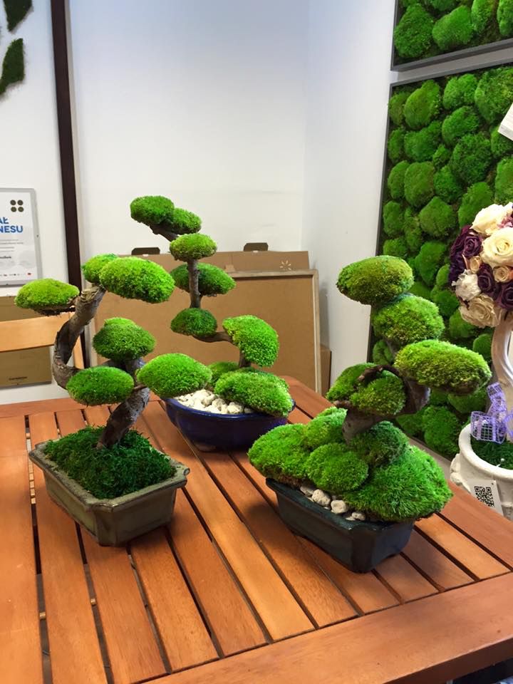 two bonsai trees are sitting on a table