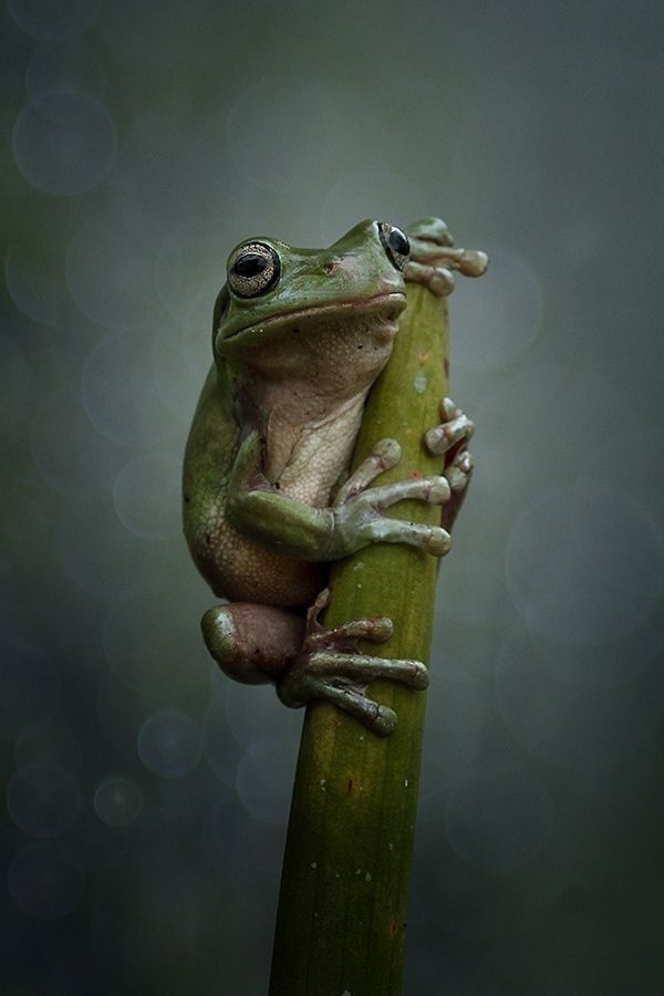 a frog sitting on top of a green plant