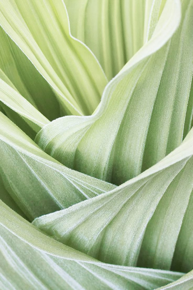 close up view of the green leaves of a plant