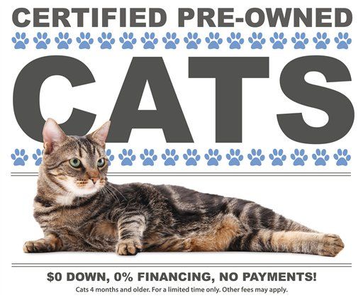 a cat laying on the ground next to a sign that says certified pre - owned cats