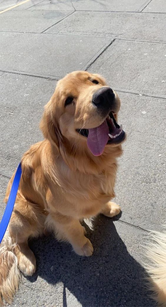 a golden retriever sitting on the ground with its tongue hanging out