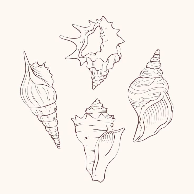 four seashells are shown in black and white, one is drawn by hand