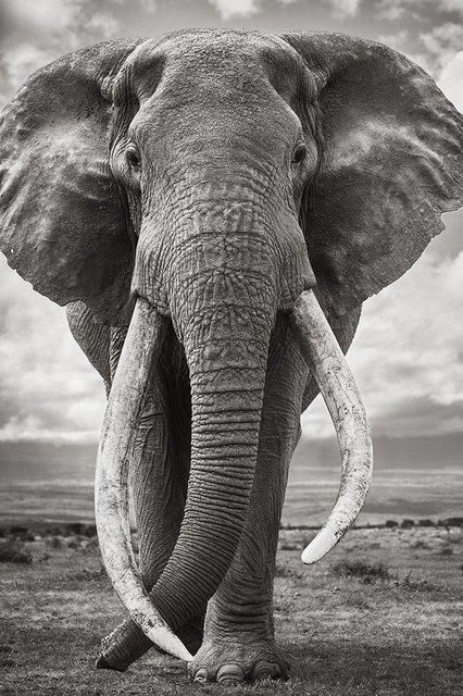 an elephant with tusks standing in front of the camera on a cloudy day