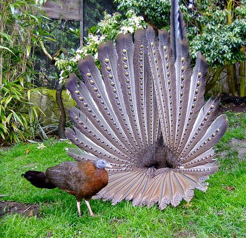 two peacocks are standing in the grass near each other and one is showing its tail feathers