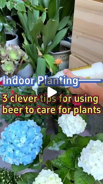 the video shows how to care for indoor plants