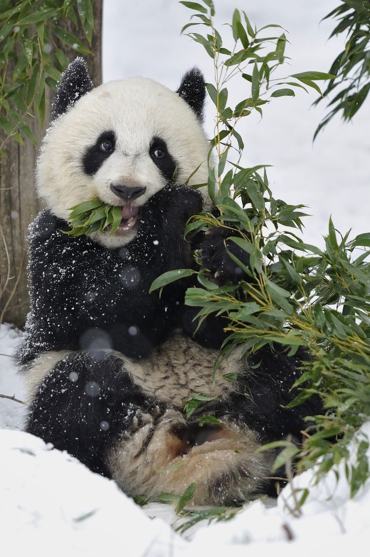 a panda bear eating leaves in the snow