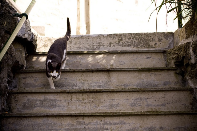 a black and white cat walking up some stairs with its tail hanging back to the camera