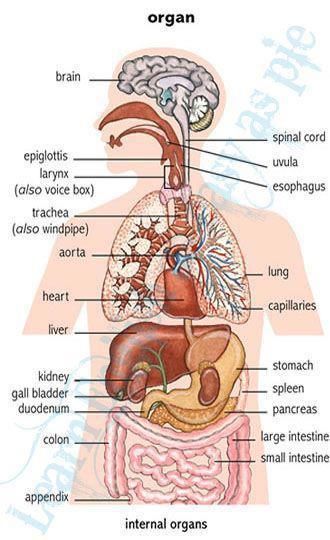 diagram of the human body organs and their functions